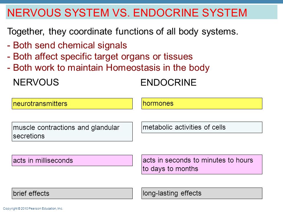 Difference Between Exocrine and Endocrine
